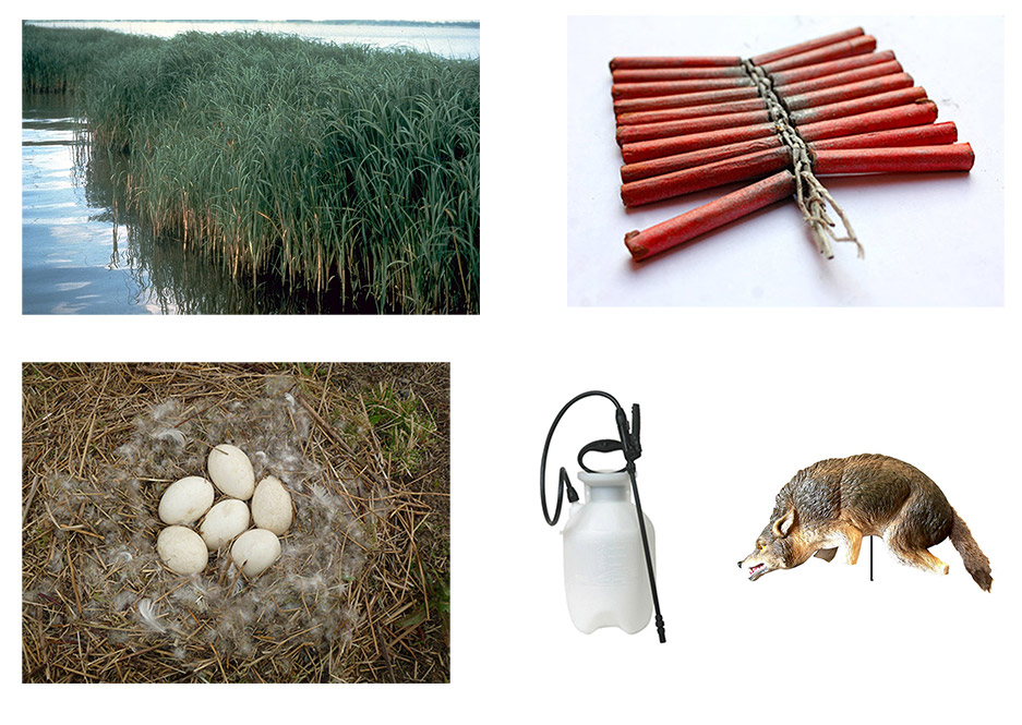 A blend of secondary goose control methods