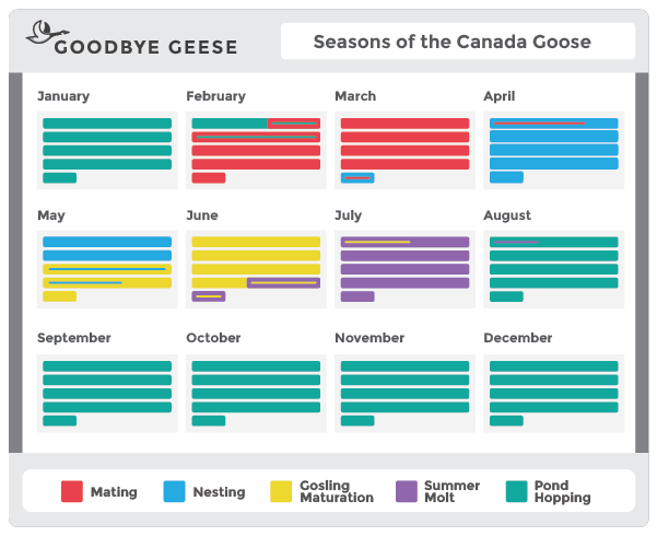 A calendar of Goose activity throughout the year