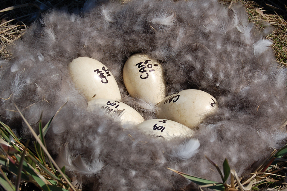 goose eggs