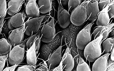 Giardia under a microscope