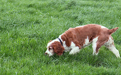 Dog sniffing in the grass