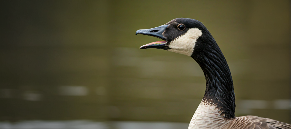 an up close picture of a goose honking