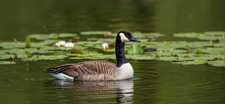 a canada goose swimming in water with lily pads behaind it