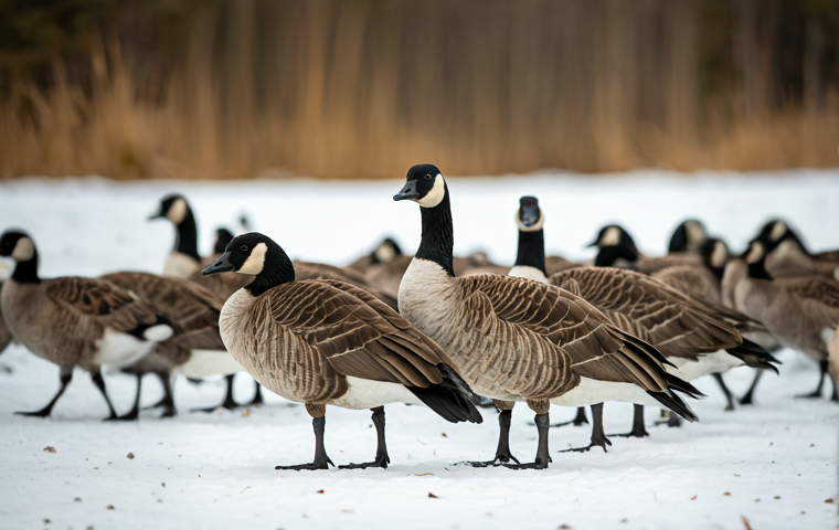 A group of Canada geese on a snowy field